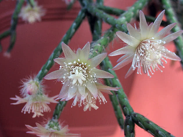 Рипсалис пилокарпа (Rhipsalis pilocarpa)