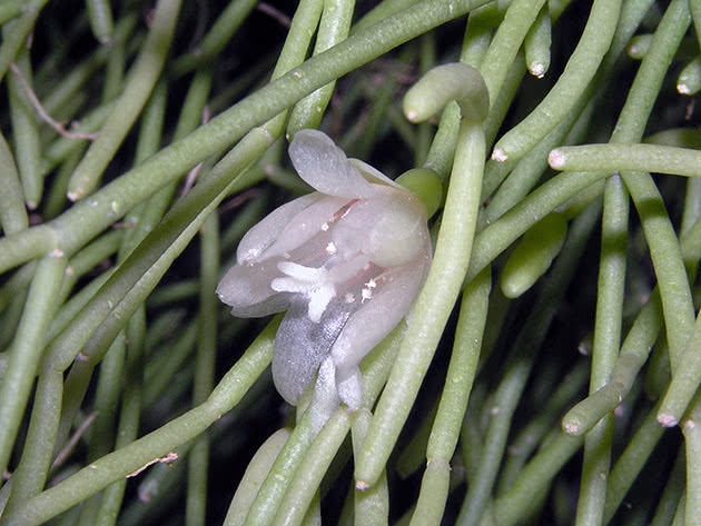 Рипсалис волосовидный (Rhipsalis capilliformis)