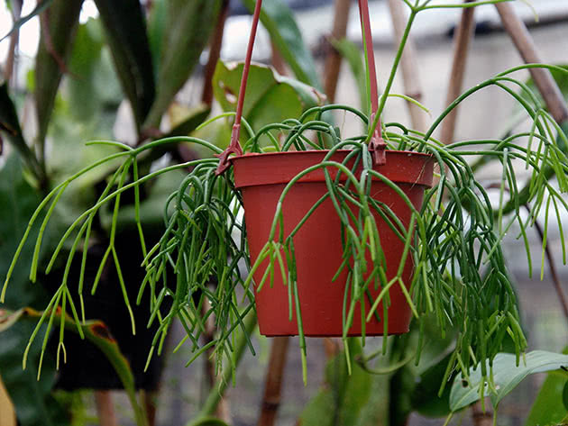 Рипсалис кассута (Rhipsalis cassutha)