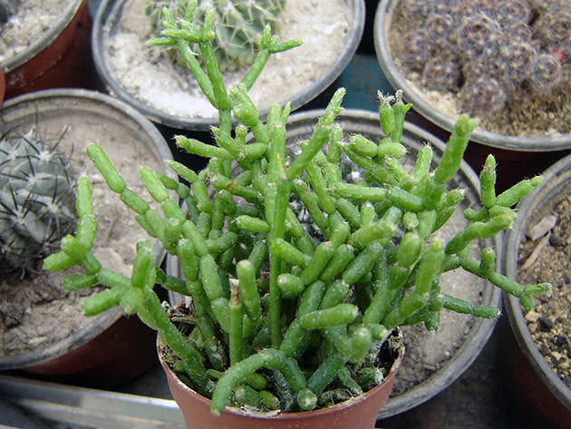 Рипсалис Барчела (Rhipsalis burchellii)