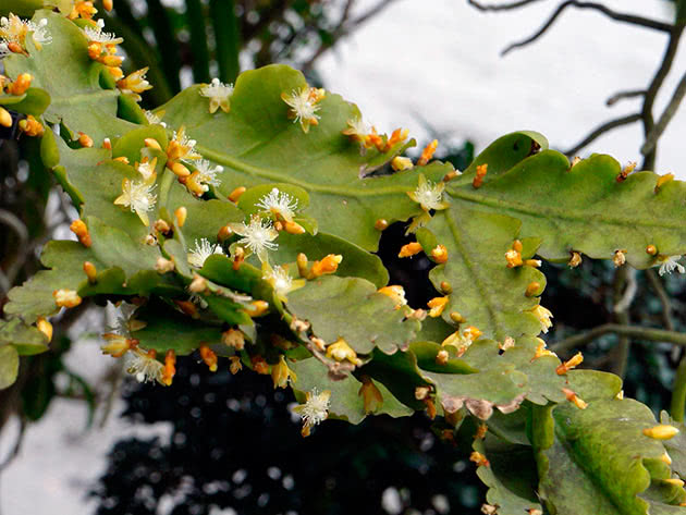 Рипсалис кудрявый (Rhipsalis crispata)