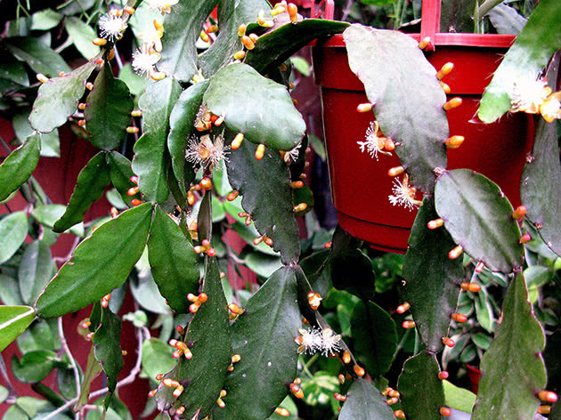 Рипсалис эллиптический (Rhipsalis elliptica)