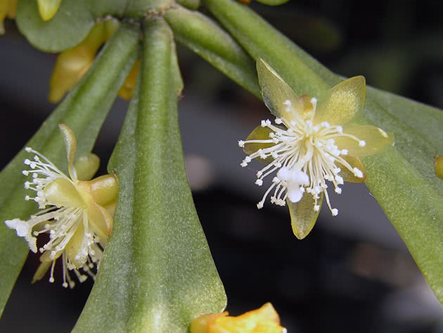 Рипсалис вытянутый (Rhipsalis oblonga)