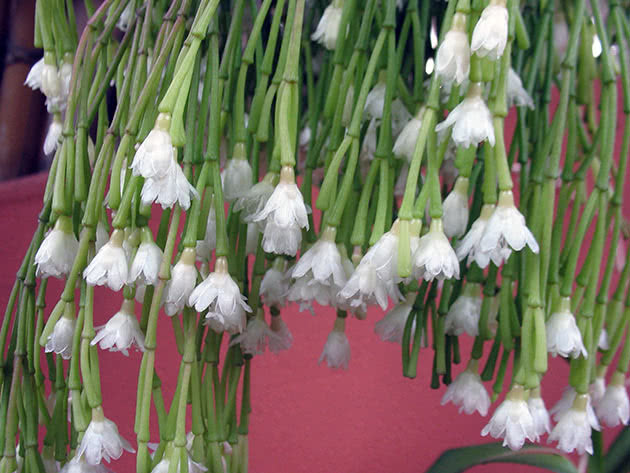 Рипсалис шишковатый (Rhipsalis clavata)