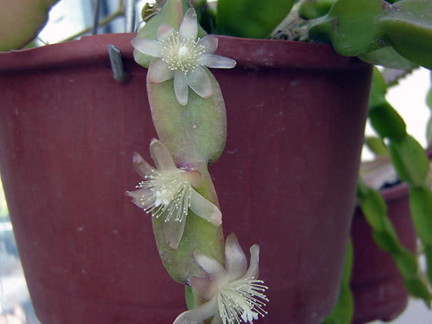 Рипсалис странный (Rhipsalis paradoxa)