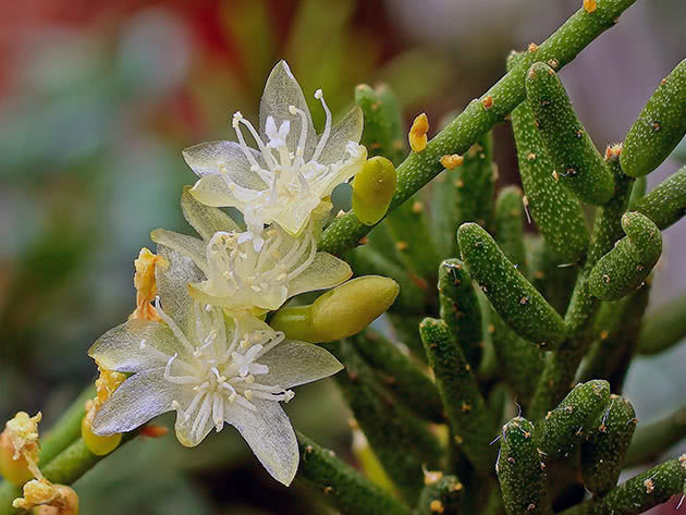 Рипсалис мезембриантемовый (Rhipsalis mesembryanthemoides)