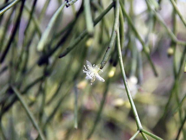Рипсалис вальковатый (Rhipsalis teres)