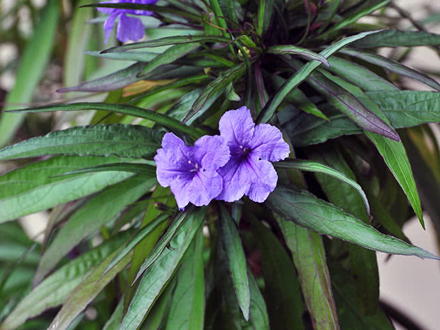Руэллия Бриттона (Ruellia brittoniana)