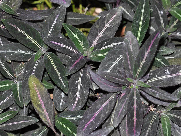 Руэллия Девоса (Ruellia devosiana)