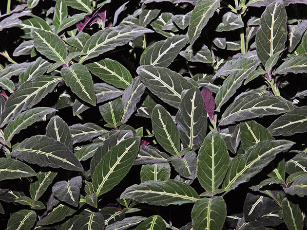 Руэллия Портеллы (Портелла) (Ruellia portellae)