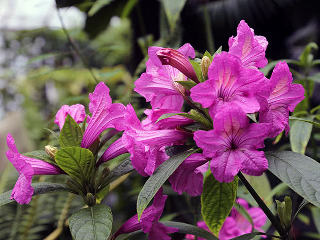 Руэллия крупноцветковая (Ruellia macrantha)