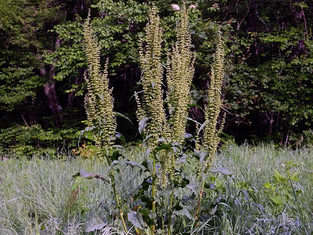 Щавель конский (Rumex confertus)