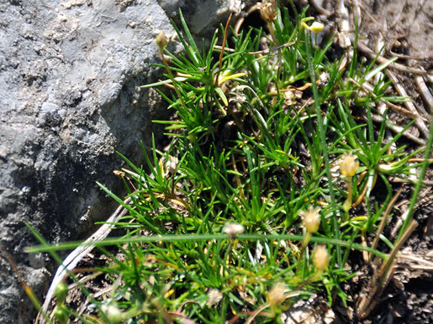 Мшанка мшанковая (Sagina saginoides)