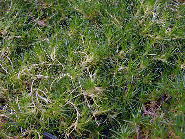 Мшанка шиловидная (Sagina subulata)
