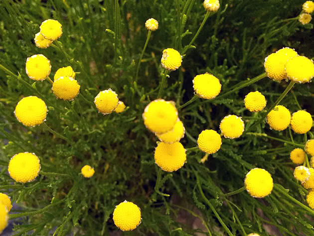 Сантолина розмаринолистная (Santolina rosmarinifolia)