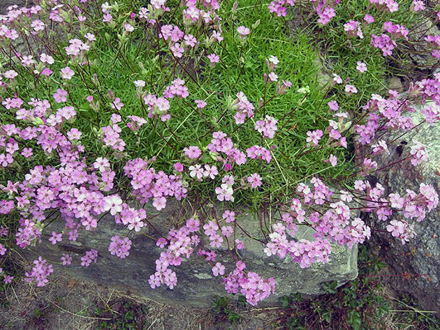 Мыльнянка дернистая (Saponaria caespitosa)