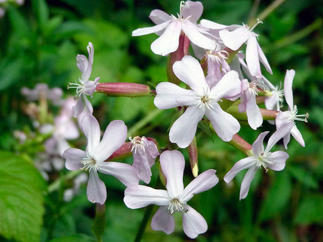Мыльнянка лекарственная (Saponaria officinalis)
