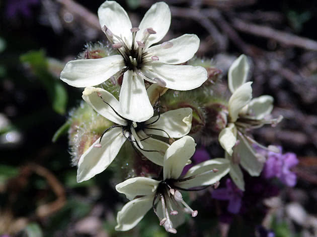 Мыльнянка желтая (Saponaria lutea)