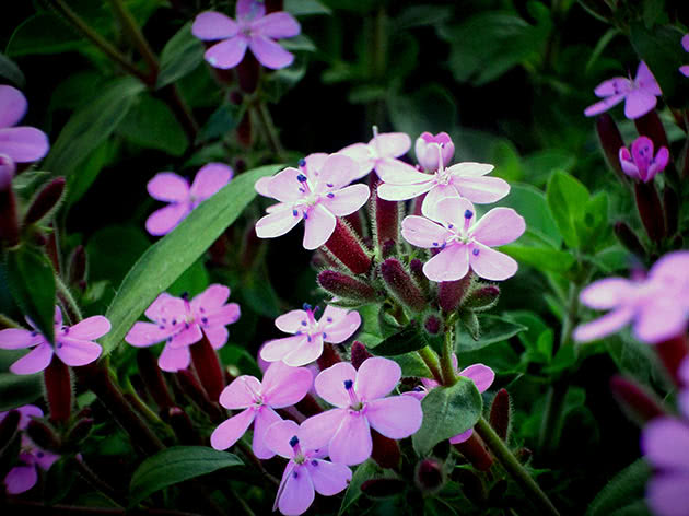 Мыльнянка базиликолистная (Saponaria ocymoides)