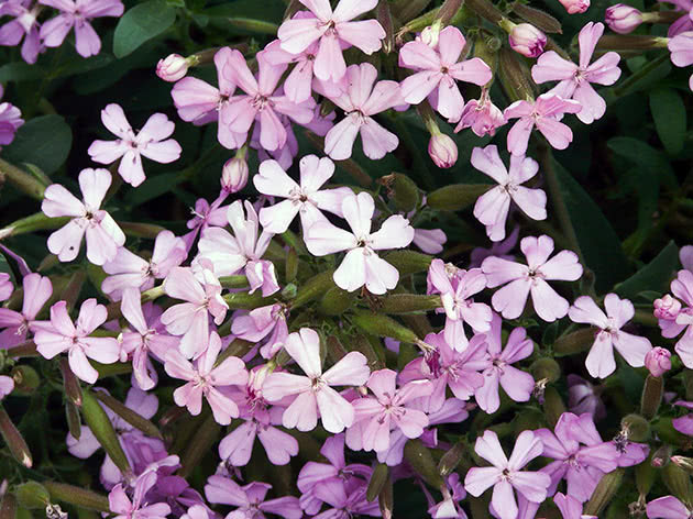 Мыльнянка Лемперджи (Saponaria x lempergii)