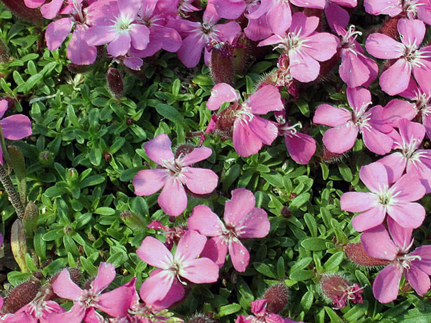 Мыльнянка Оливана (Saponaria x olivana)