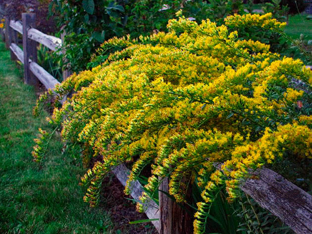 Золотарник Шорти (Solidago shortii)