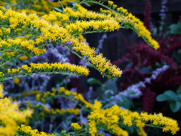 Золотарник морщинистый (Solidago rugosa)