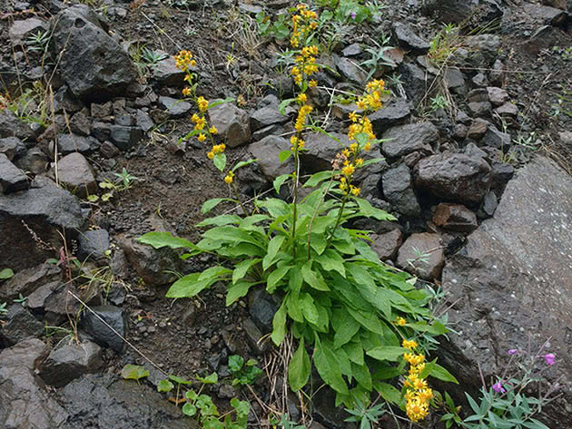 Золотарник даурский (Solidago dahurica = Solidago virgaurea var. dahurica)