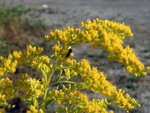 Золотарник канадский (Solidago canadensis = Solidago canadensis var. canadensis)