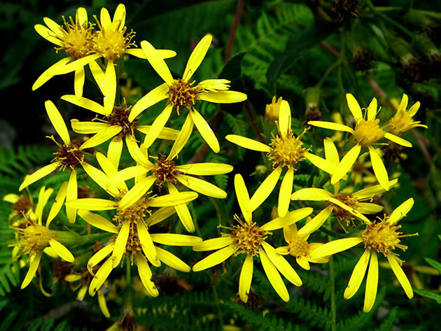 Золотарник обыкновенный (Solidago virgaurea)