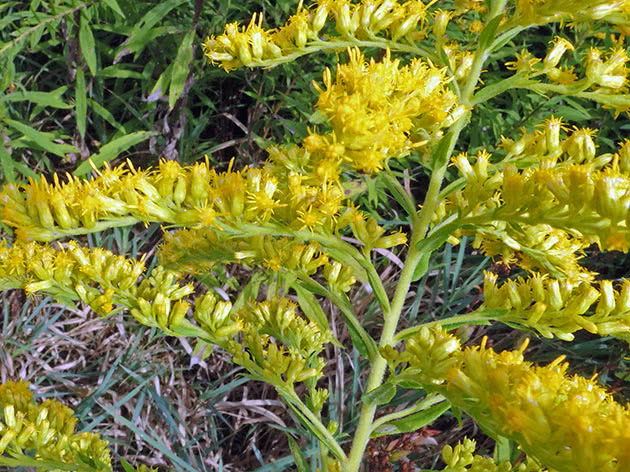 Золотарник высочайший (Solidago altissima = Solidago canadensis var. scabra)