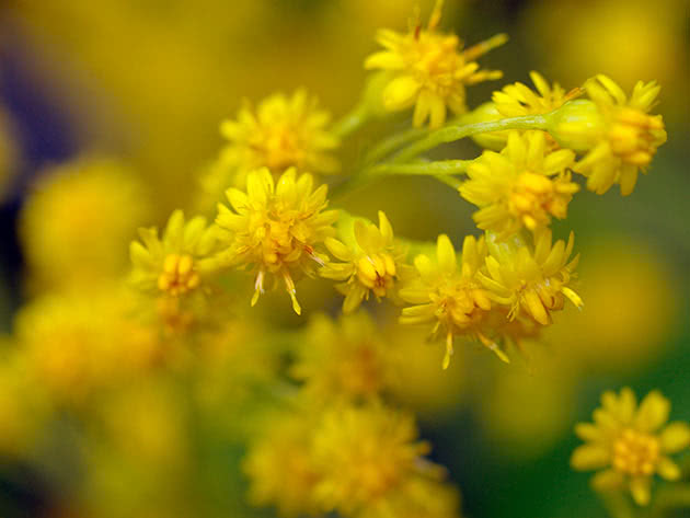 Золотарник гибридный (Solidago x hybrida)