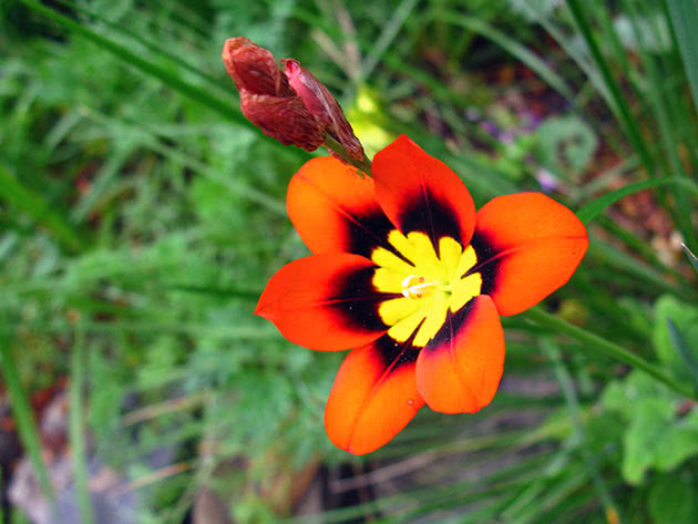Спараксис трехцветный (Sparaxis tricolor)