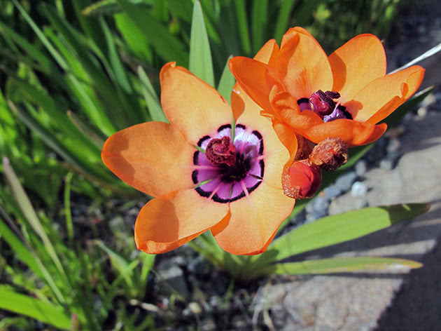 Спараксис изящный (Sparaxis elegans)
