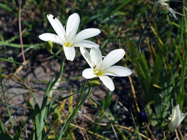 Спараксис Билбифера (Sparaxis bulbifera)
