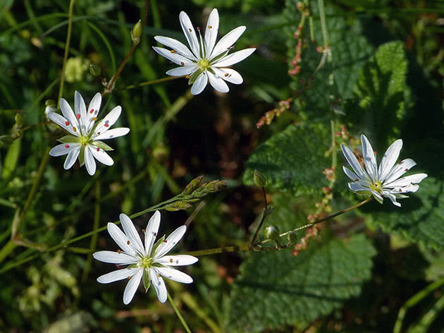 Звездчатка злаковая (Stellaria graminea)