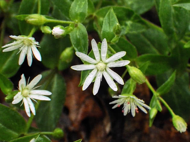 Звездчатка средняя (Stellaria media)