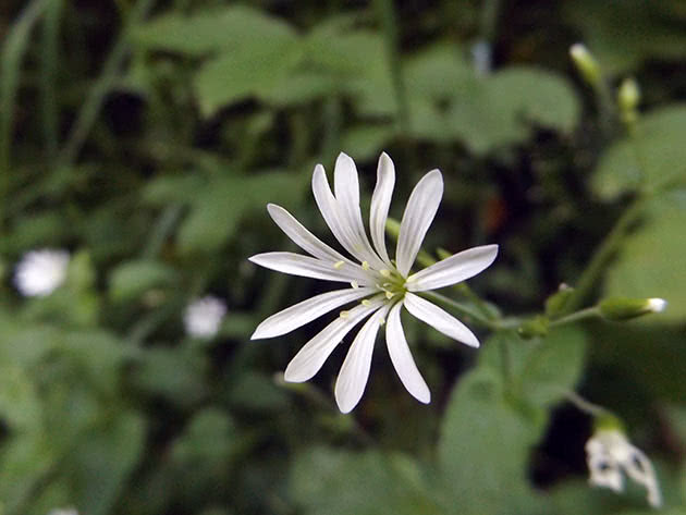 Звездчатка дубравная (Stellaria nemorum)