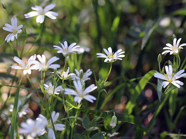 Звездчатка ланцетовидная (Stellaria holostea)
