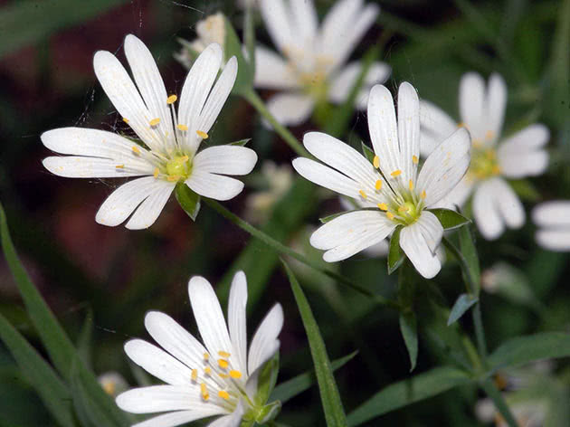 Звездчатка болотная (Stellaria palustris)