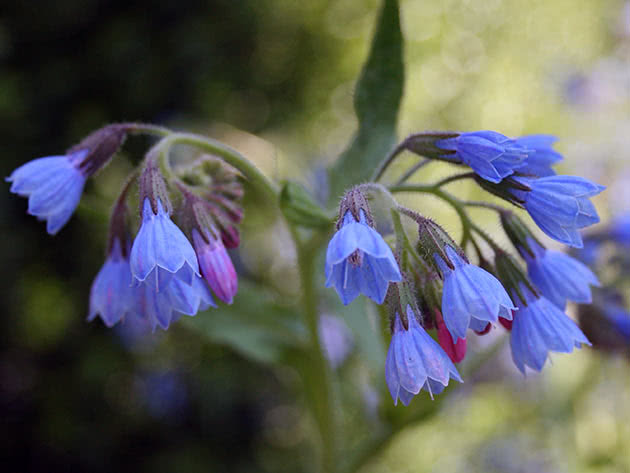 Окопник кавказский (Symphytum caucasicum)