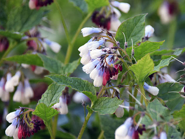 Окопник крупный (Symphytum grandiflorum)