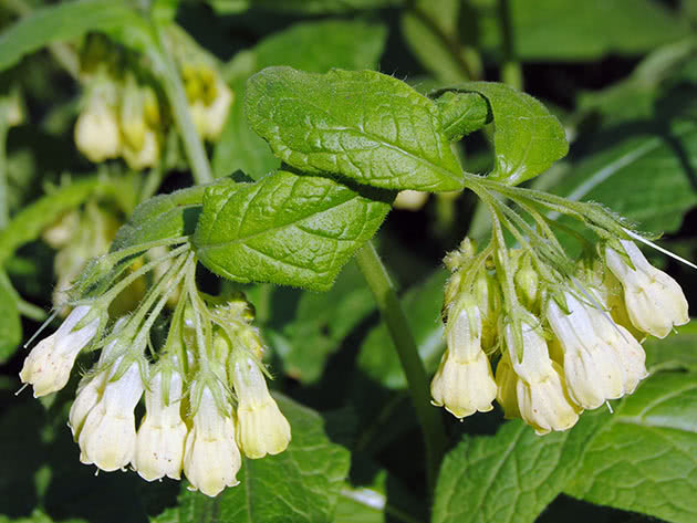 Окопник клубненосный (Symphytum tuberosum)