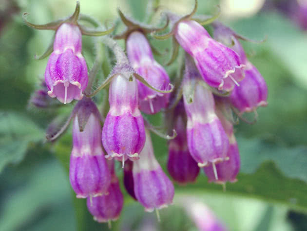 Окопник лекарственный (Symphytum officinale)