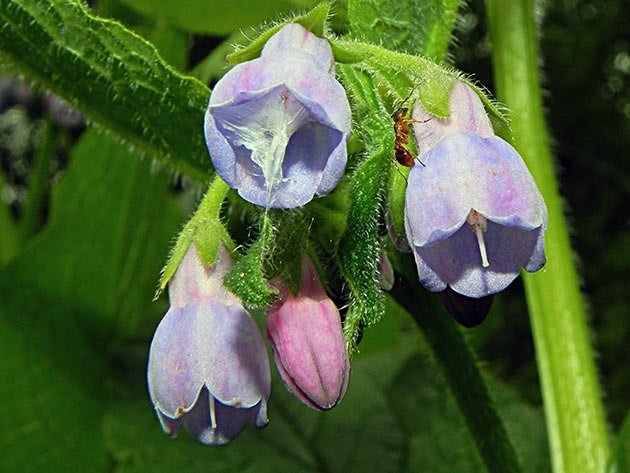 Окопник гибридный (Symphytum x uplandicum)