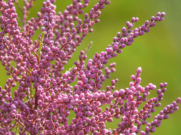 Тамарикс ветвистый (Tamarix ramosissima)