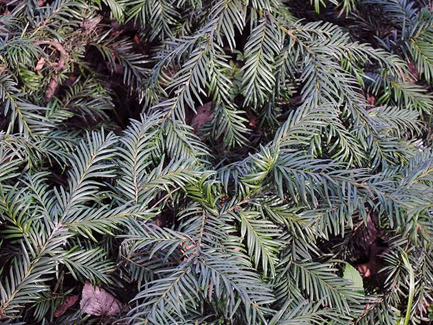 Тис канадский (Taxus canadensis)