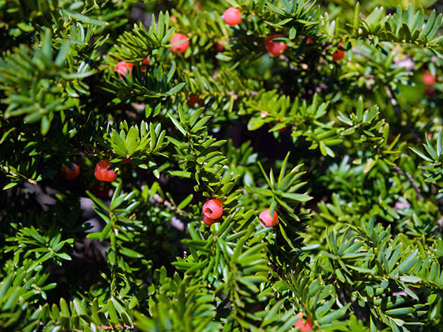 Тис остроконечный (Taxus cuspidata)