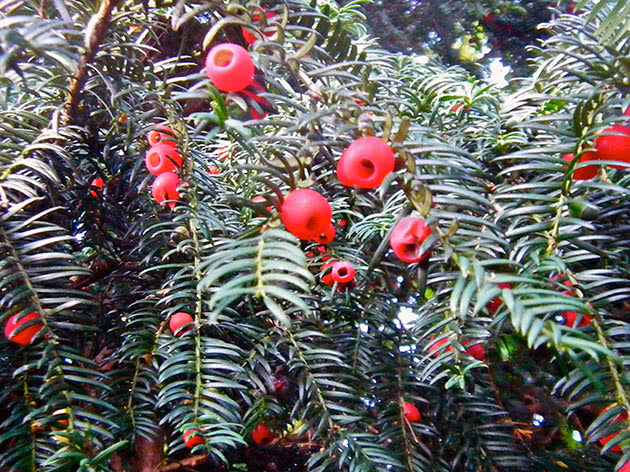 Тис ягодный (Taxus baccata)