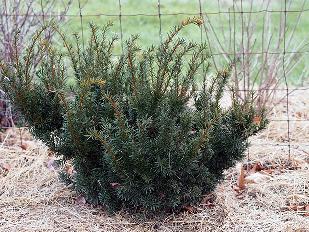 Тис средний (Taxus media)